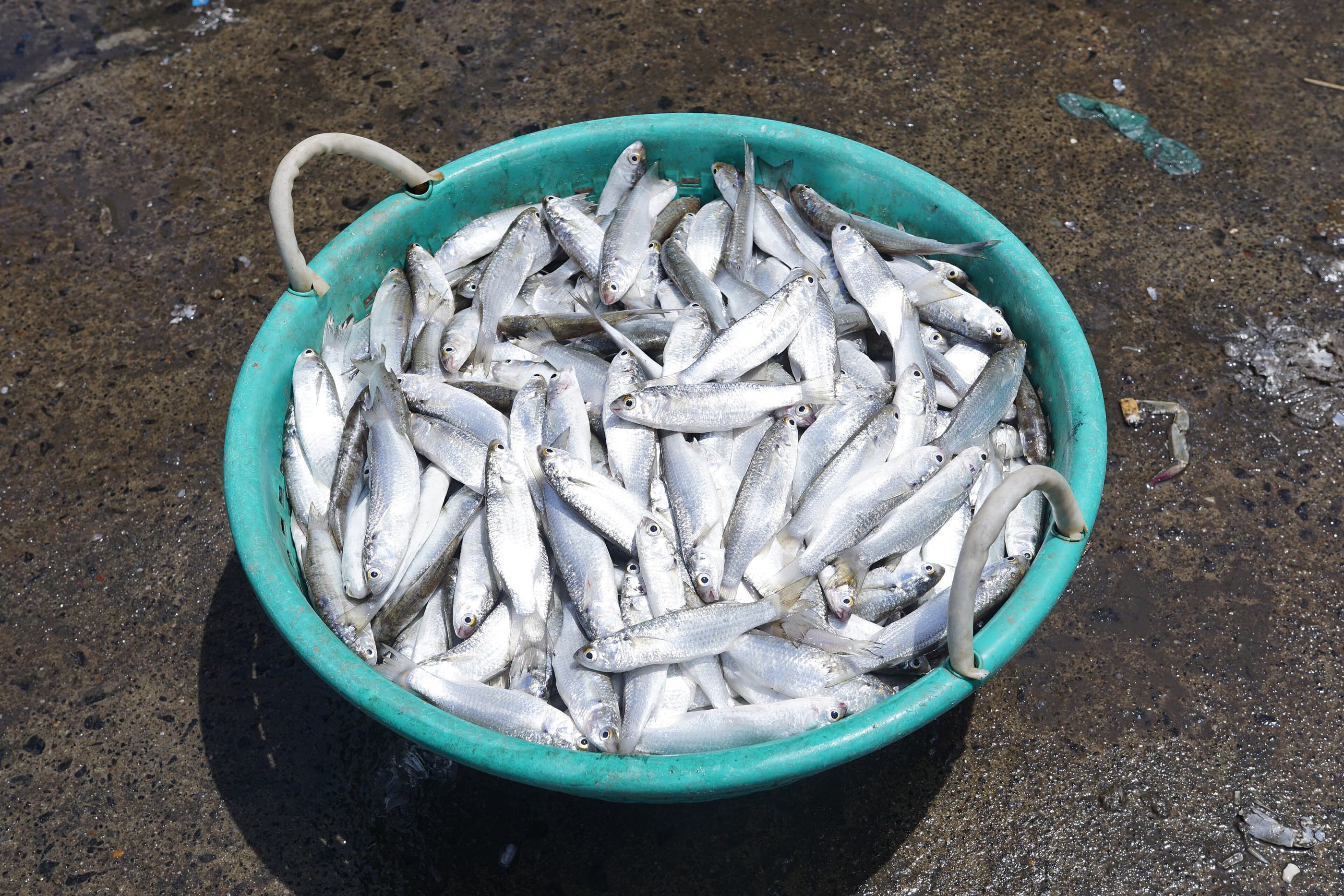 Fresh silver fish heaped in a blue basin.